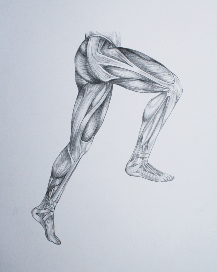 750x937 Megan Mcdonald Leg Muscle Drawings