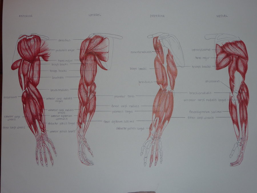 Анатомия мышц рук человека. Строение мышц руки. Мышцы руки анатомия. Мышечный скелет руки. Анатомия руки человека в картинках.