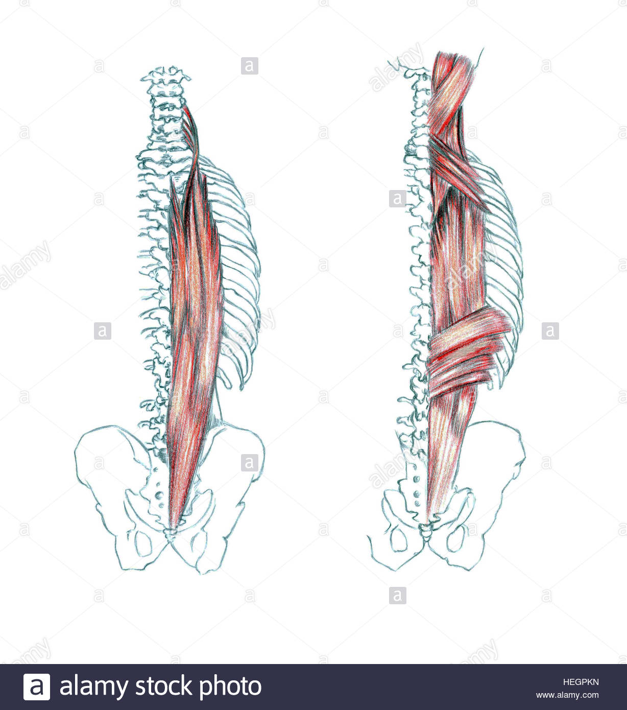 1228x1390 Muscles Of Back, Hand Drawn Medical Illustration Drawing