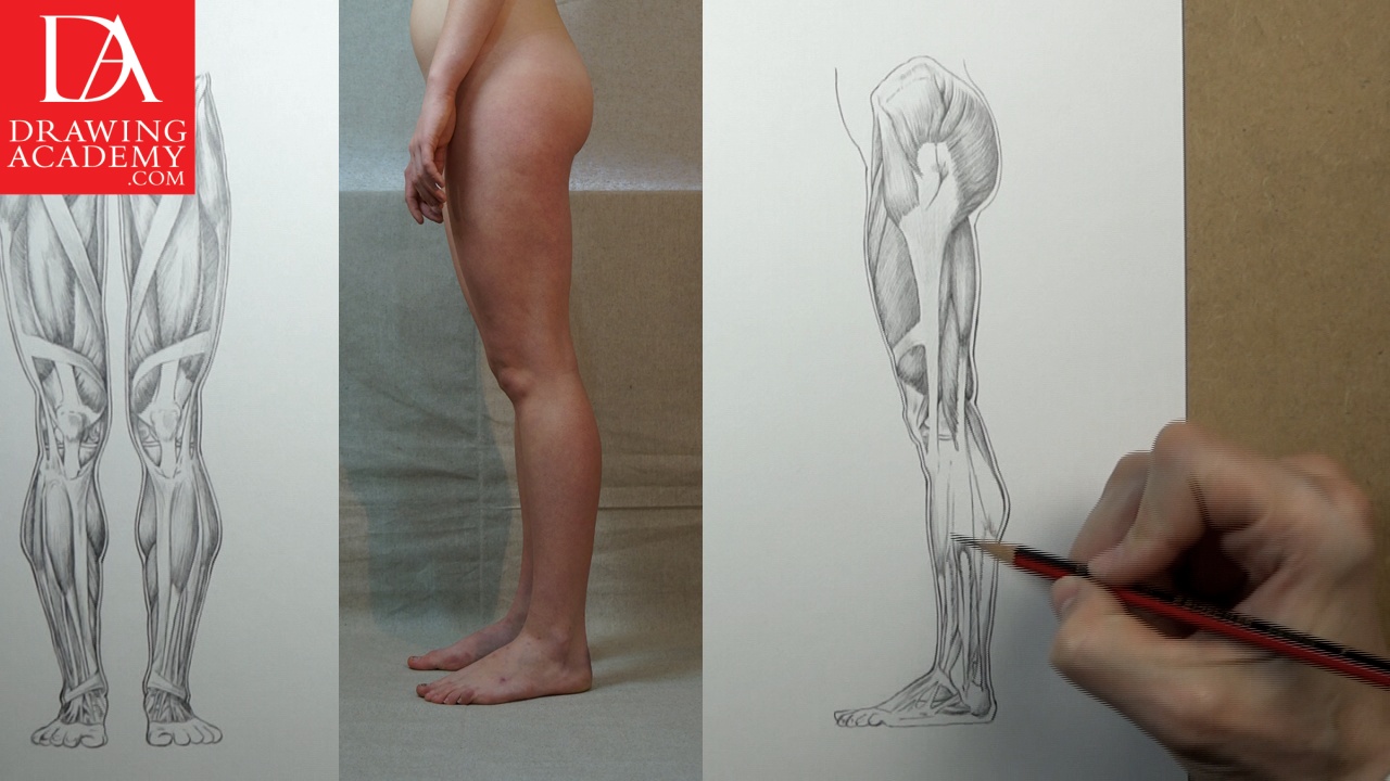 1280x720 Muscles Of The Leg