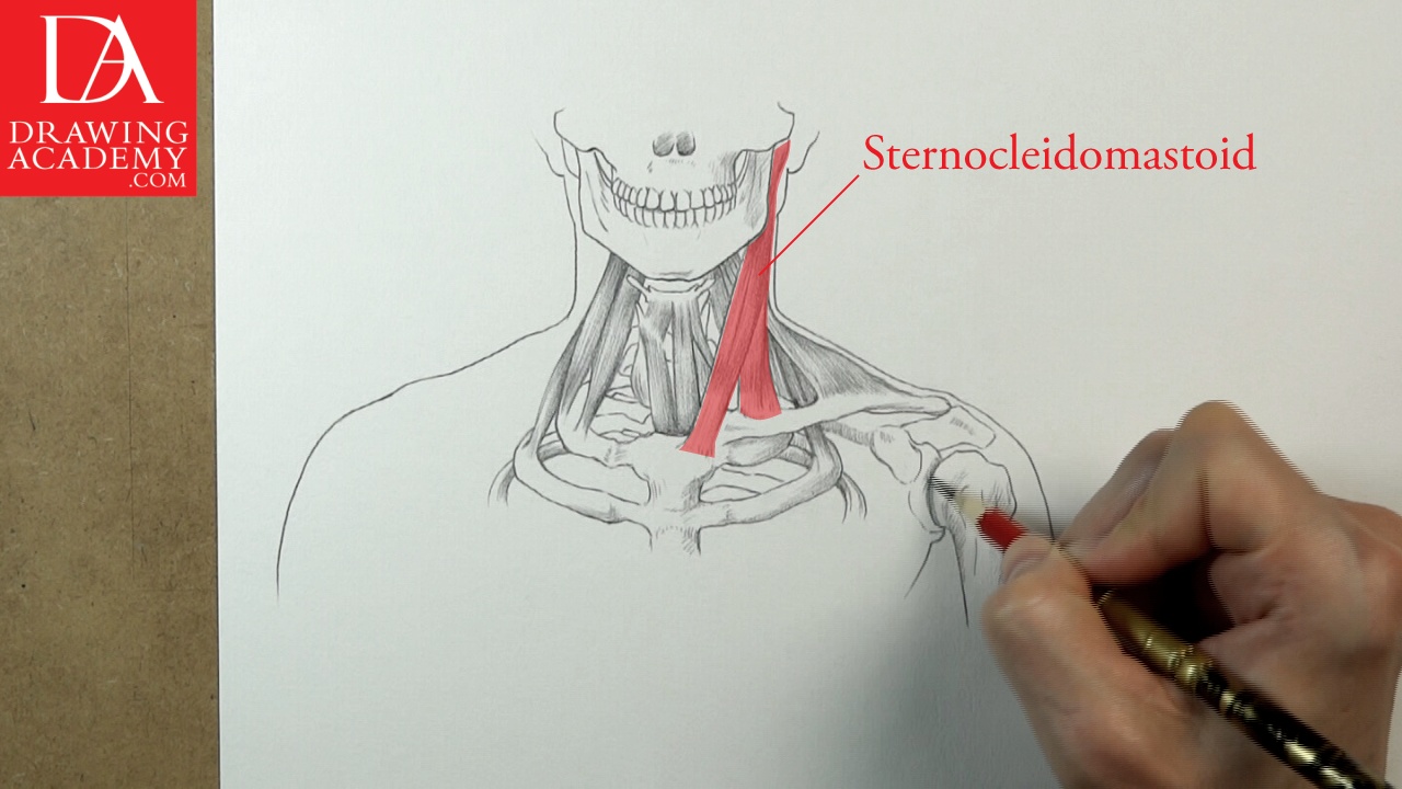 1280x720 Neck Muscles