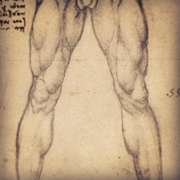 612x612 Leg Muscles Male Drawing Muscles, Drawing