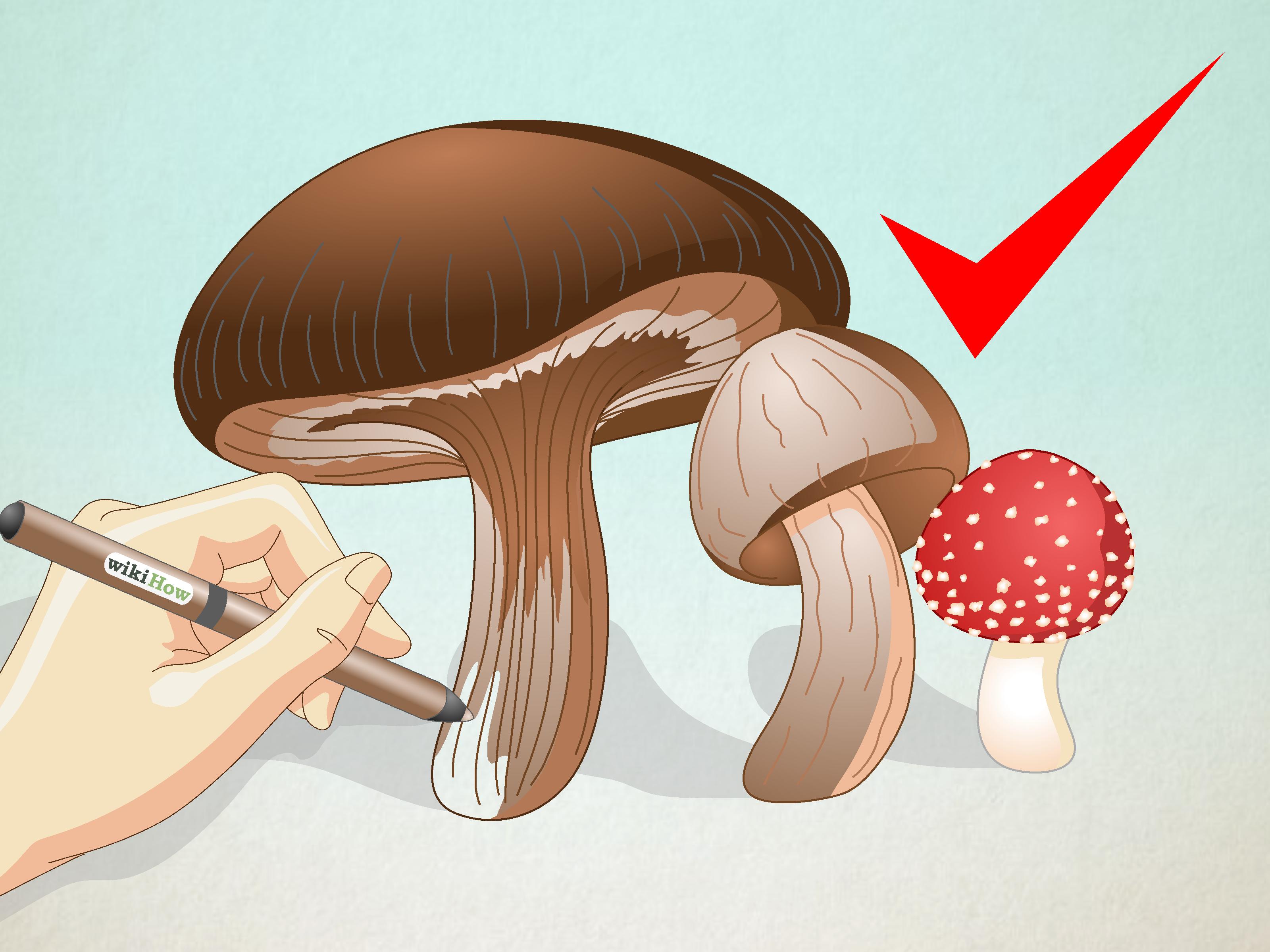 3200x2400 How To Draw Mushrooms 6 Steps (With Pictures)