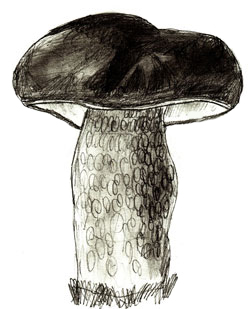250x309 How To Draw Mushrooms