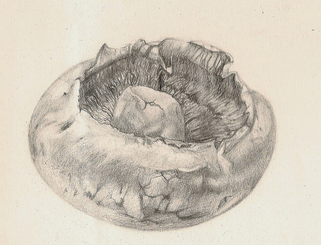 1024x783 Mushroom Drawings Pencil