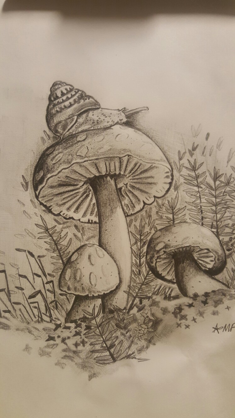 Mushroom Pencil Drawing at GetDrawings | Free download