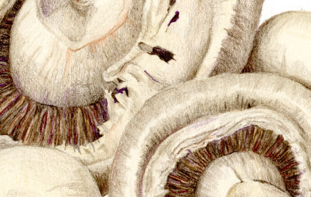 450x286 Sue Woodfine's Paintings And Drawings Of Vegetables