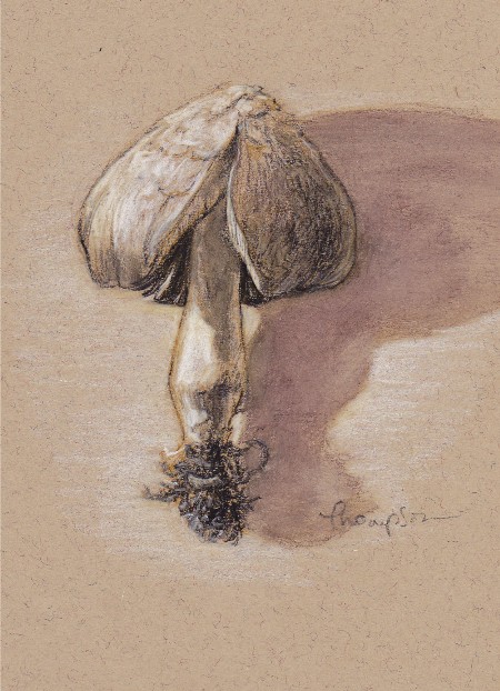 450x622 Tracie Thompson, Artist Mushroom Drawings