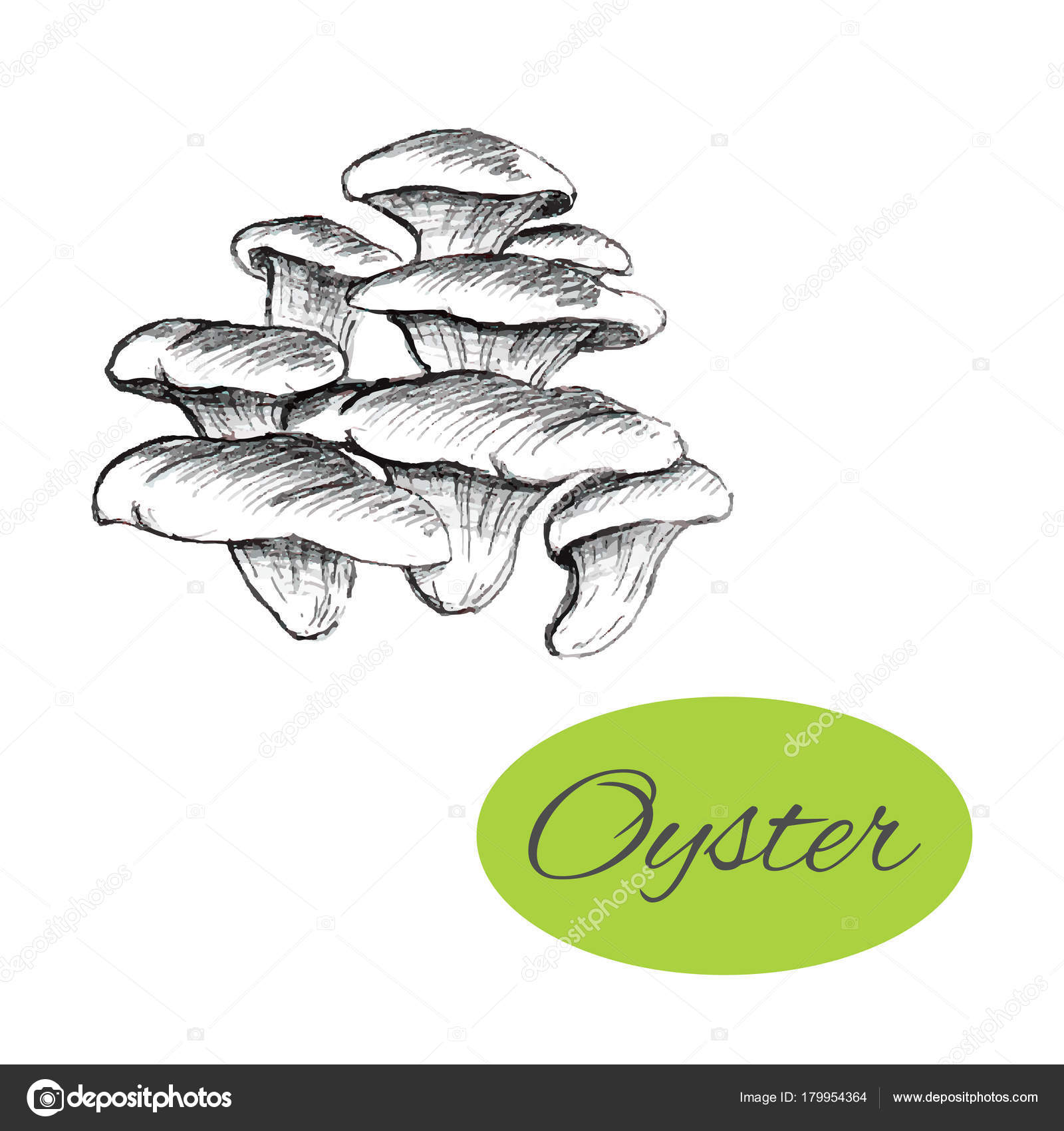 1600x1700 Oyster Mushrooms Drawing Stock Vector Your Solution