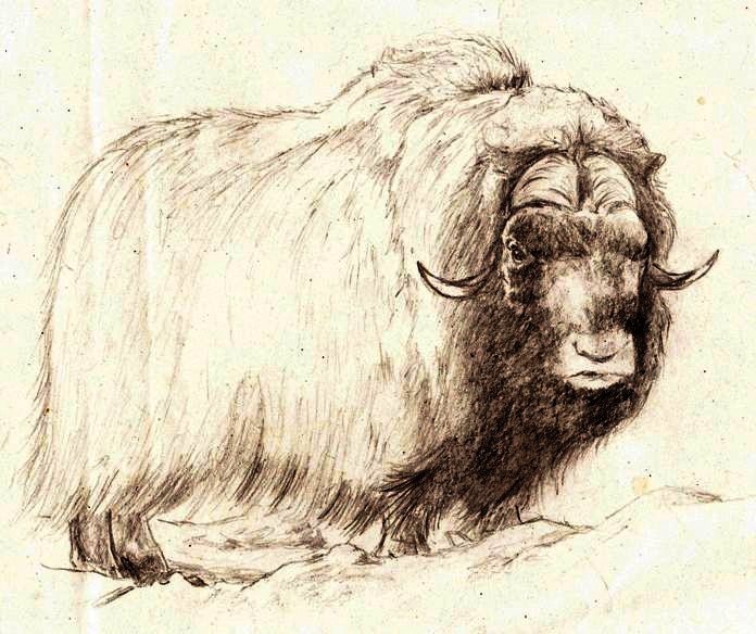 696x584 Musk Ox By Asanbonsam