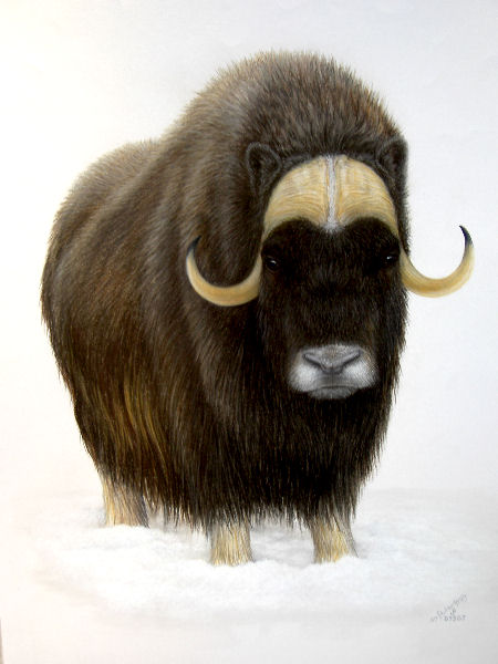 450x600 Original Pastel Drawing Musk Ox In Snow Pastel Drawing, Pastels