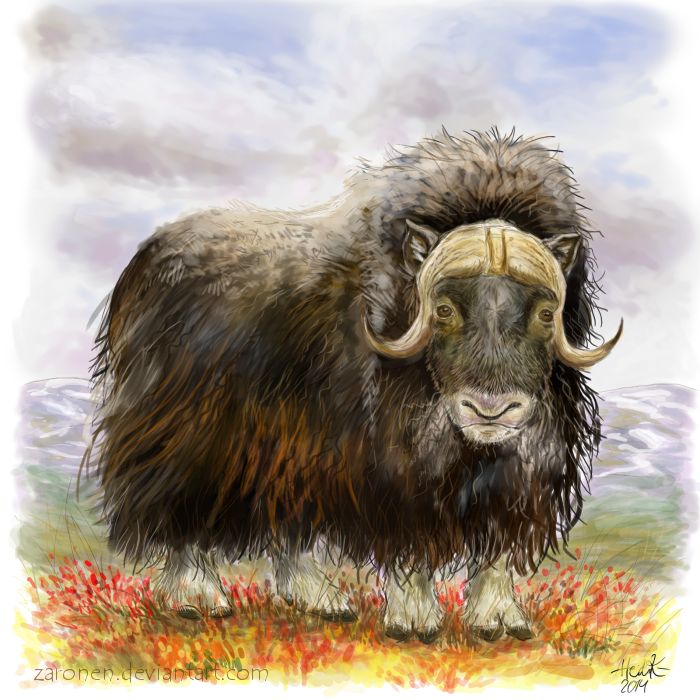 700x700 Original Pastel Drawing Musk Ox In Snow Pastel Drawing And Animal