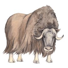236x236 Musk Ox Drawing Artsy Fartsy