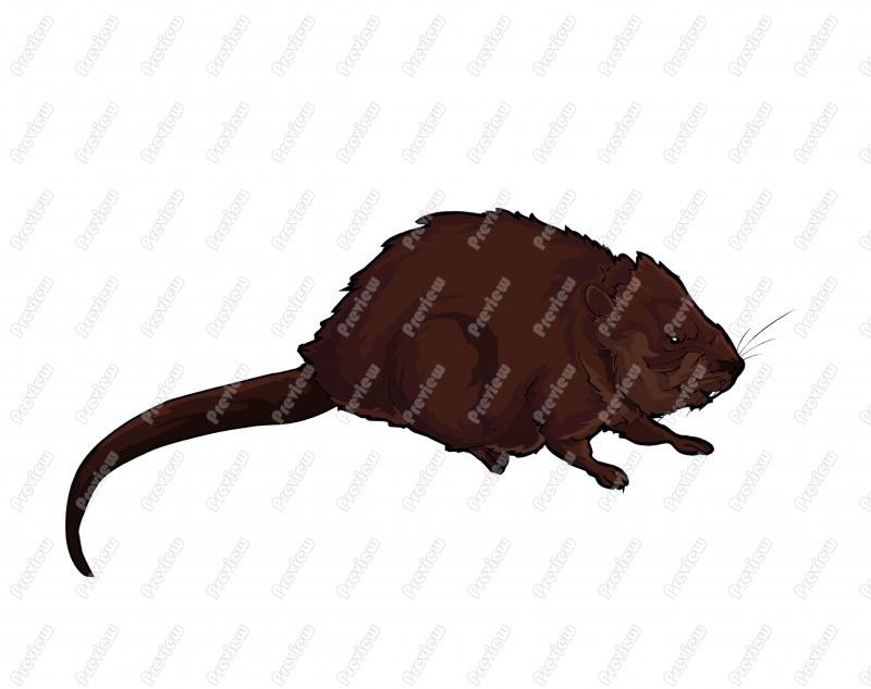 800x633 Muskrat Clip Art