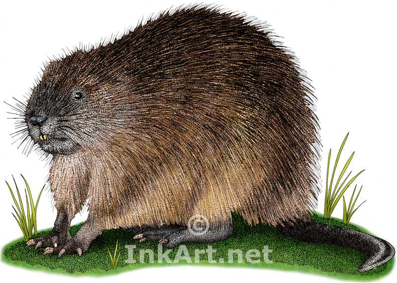 800x571 Muskrat Stock Art Illustration