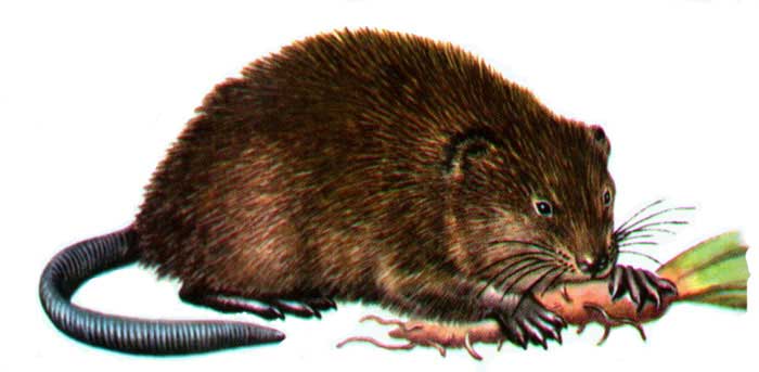 700x343 Muskrat02.jpg