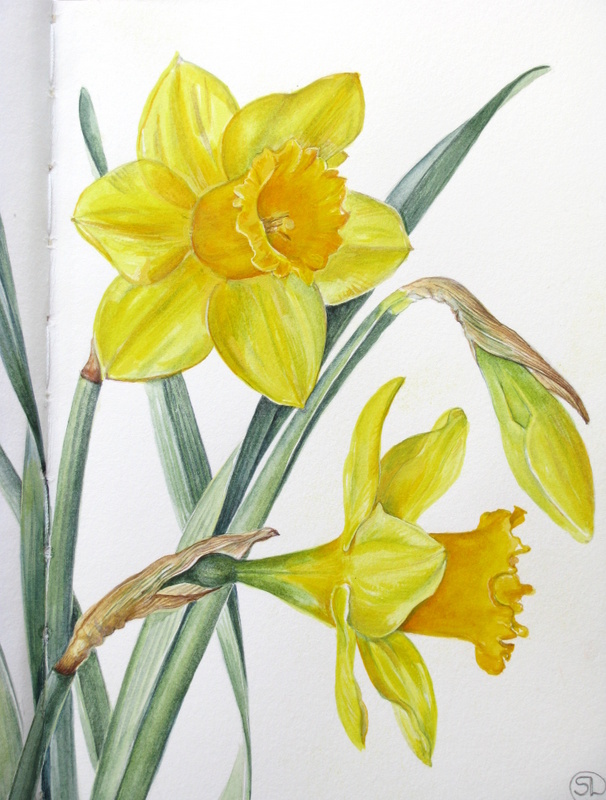 606x800 Botanical Sketches And Other Stories Daffodil Days