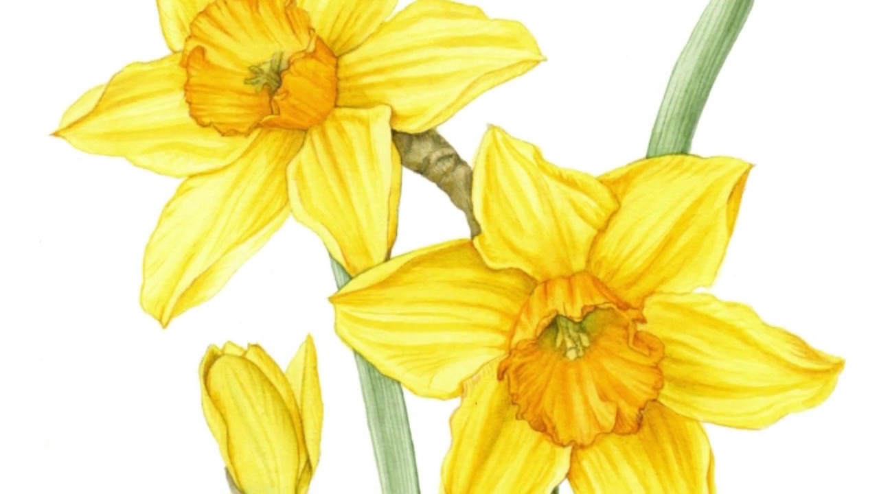 1280x720 Drawing Daffodils