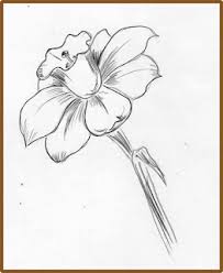 203x248 Image Result For Narcissus Drawing For My Arm Tattoo