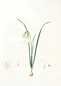 216x300 Narcissus Drawings Fine Art America