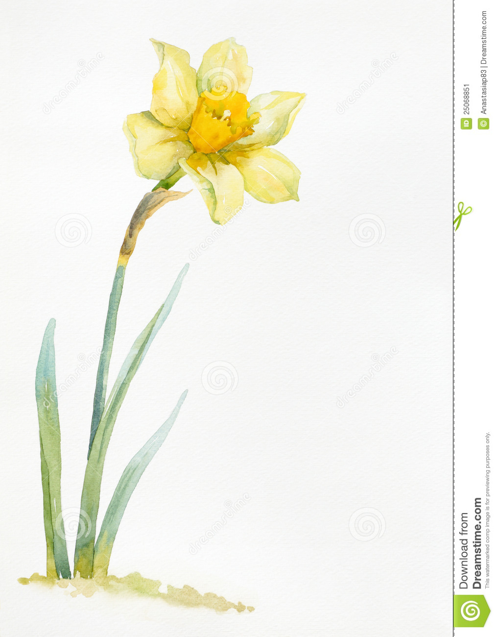 1015x1300 Daffodil Watercolor Tattoo