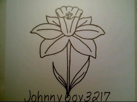 480x360 How To Draw A Daffodil Flower Easy For Everyone Como Dibujar Una