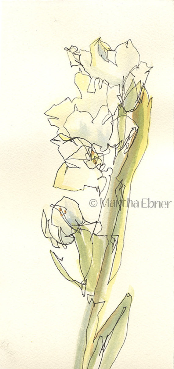 570x1210 Watercolor Line Drawing Of Narcissus Flower Stalk