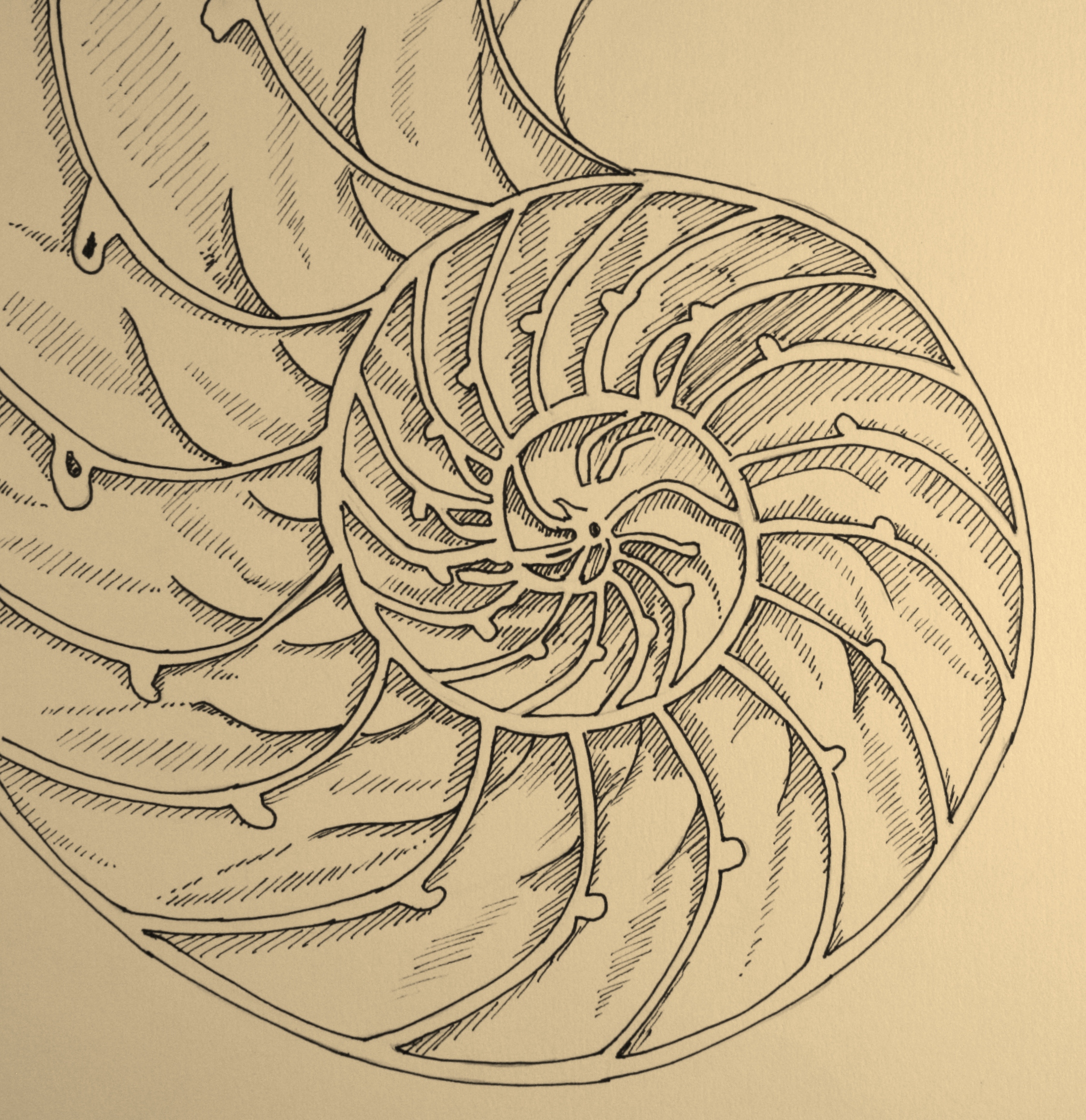 2247x2318 Nautilus Shell By Lynn Norton Done With Staedtler Fineliner Pen