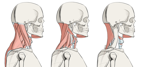 600x282 How To Draw The Neck