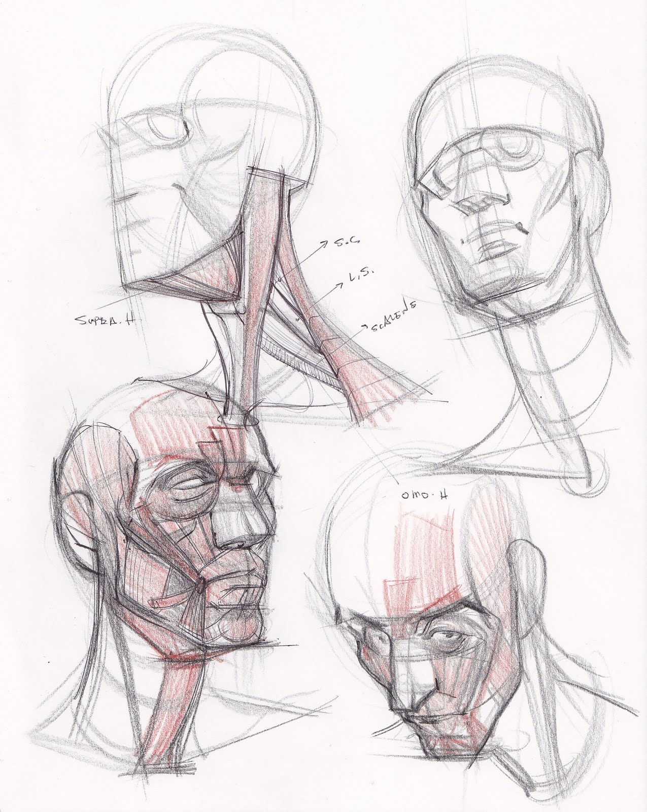 1275x1600 News Head, Neck, And Anatomy