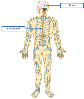 291x343 Understanding The Basic Anatomy And Physiology Of The Human Body