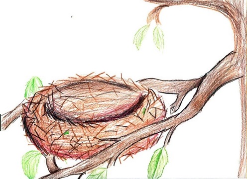 496x360 Gallery Birds Nest Drawing Assessment,