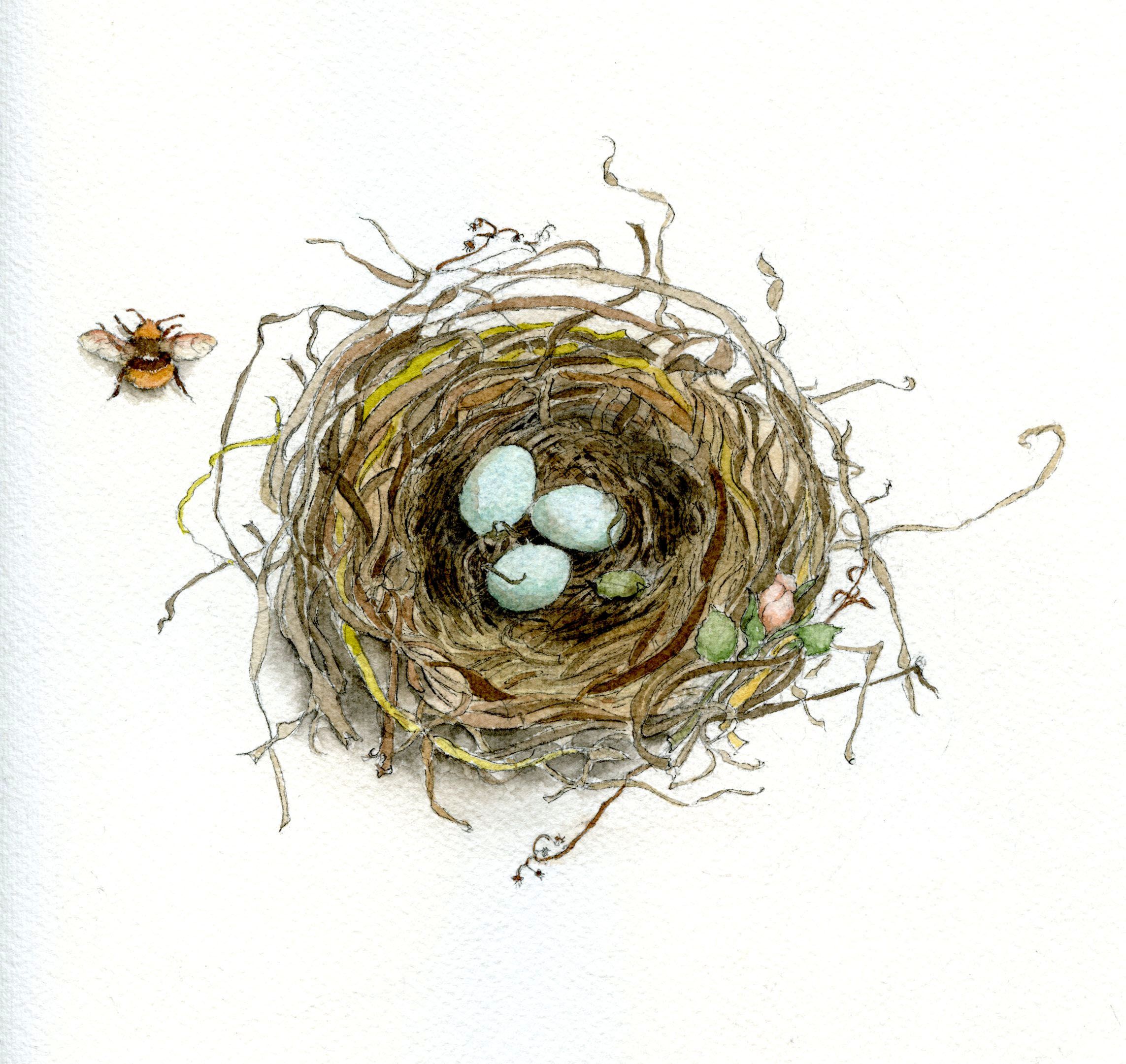2286x2161 How To Draw A Bird's Nest And Add Color Nest, Bird And Learning