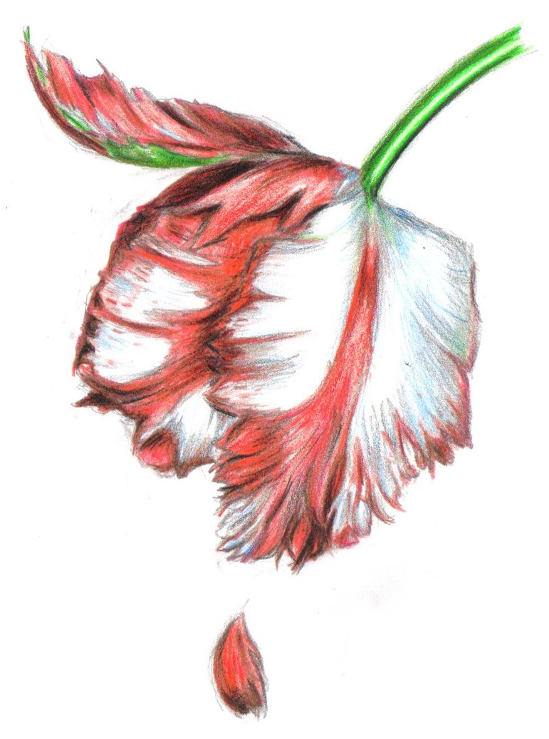 771x1037 New Moon Cover By Lorellashray