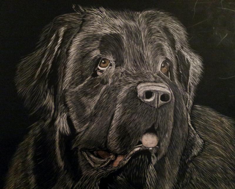 800x646 Newfoundland Dog Drawing
