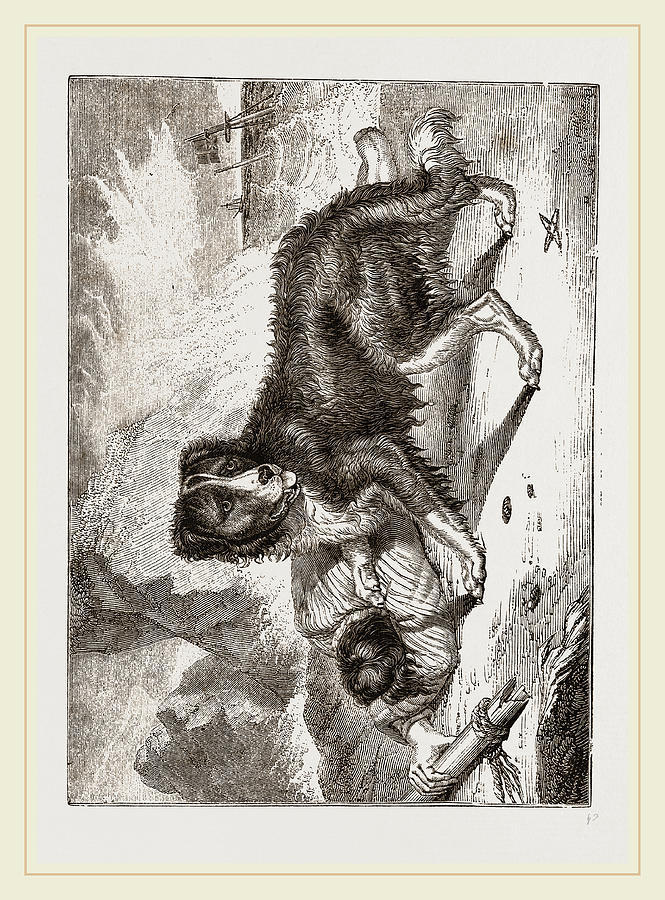 665x900 Newfoundland Dog Drawing By Litz Collection