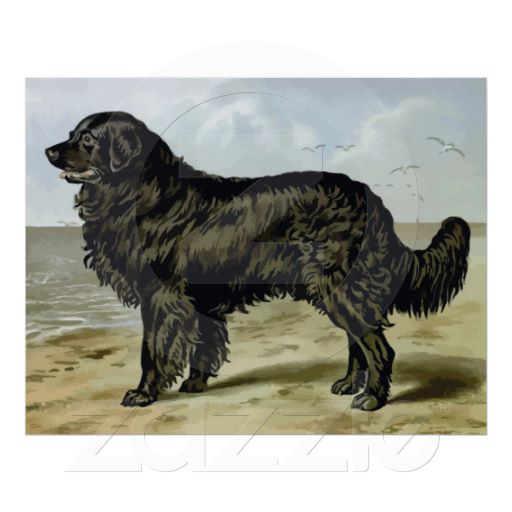 512x512 Newfoundland High Quality Dog Oil Pastel Drawing Posters (We Have