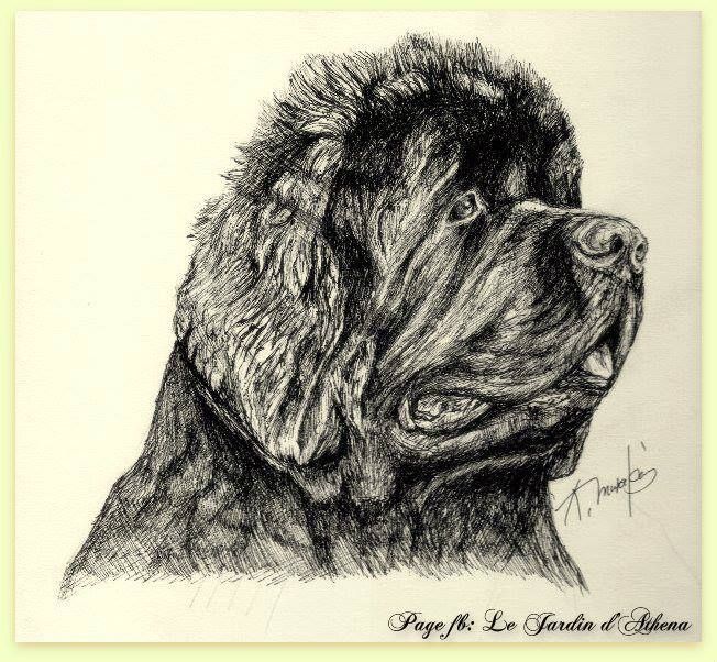 Newfoundland Dog Drawing at GetDrawings | Free download