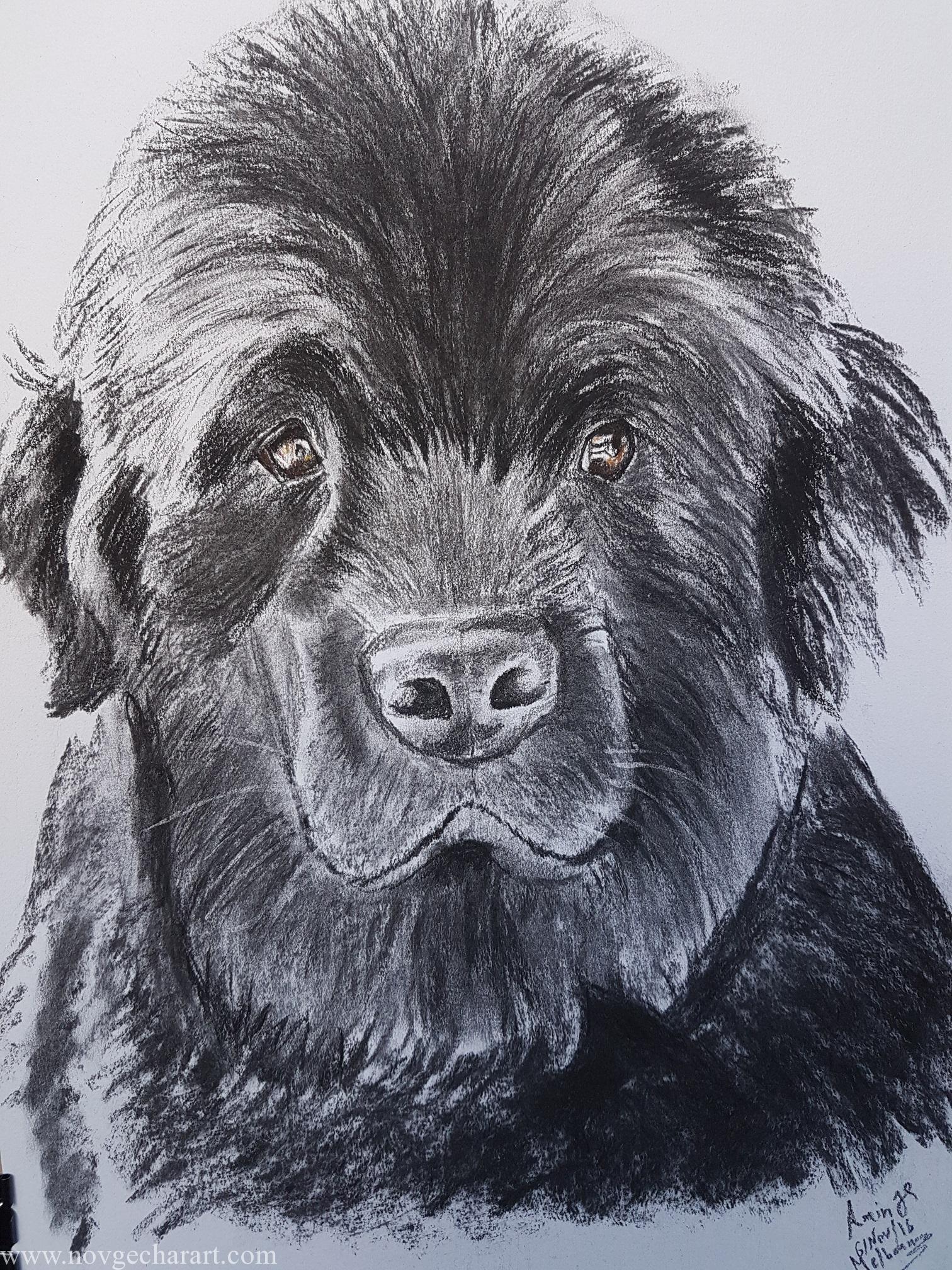 1512x2016 Portrait Drawing By Melbourne Based Portrait Artist