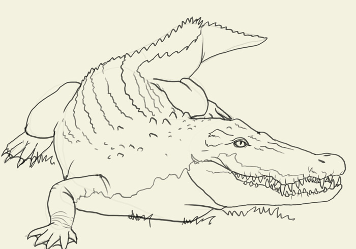 700x490 How To Draw Crocodile