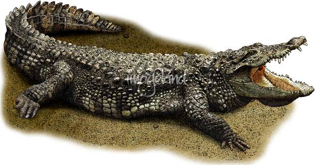 650x340 Realism Crocodile Drawings And Illustrations For Sale On Fine