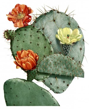 Nopal Drawing at GetDrawings | Free download