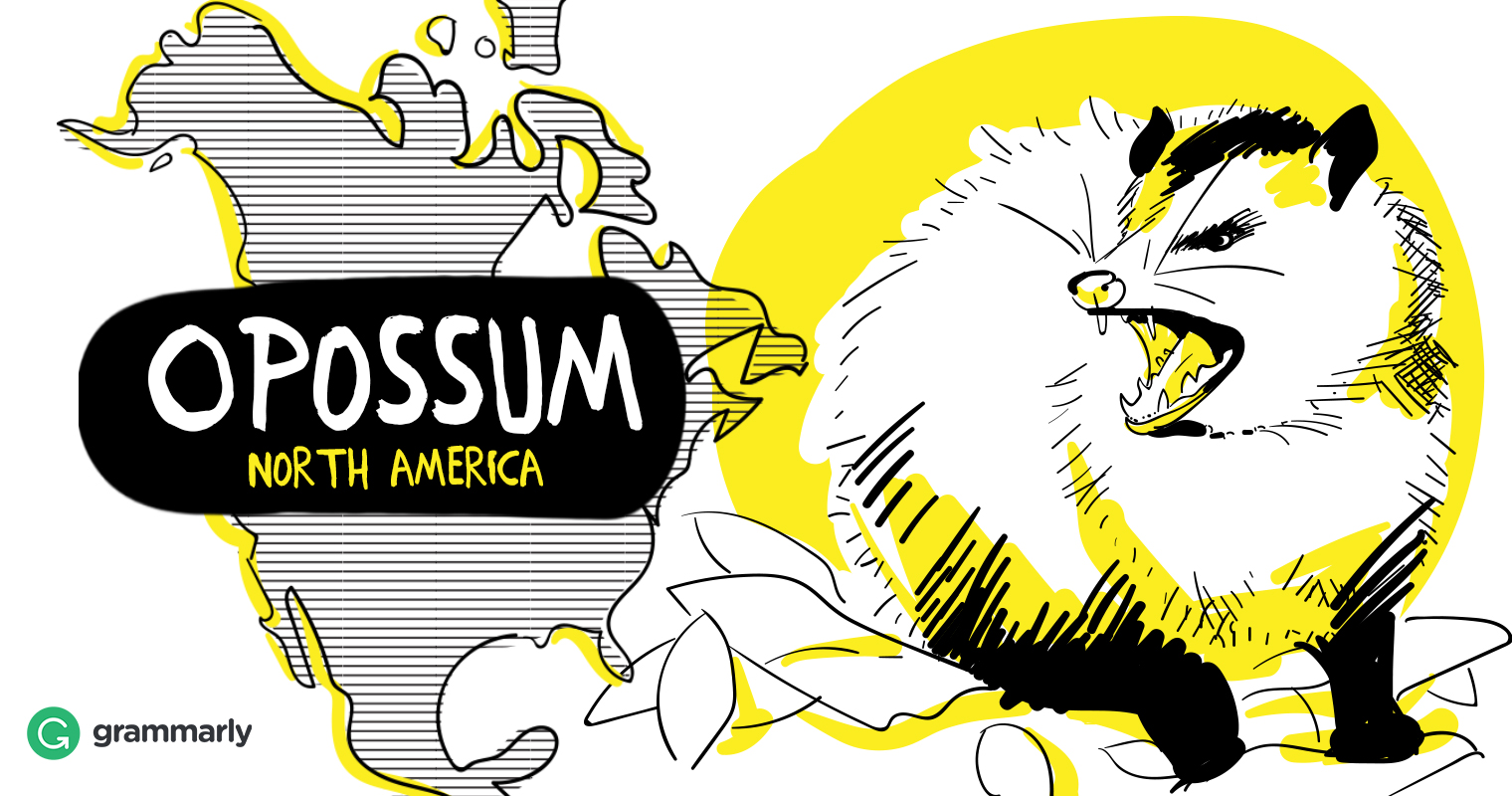 1520x800 Opossum Vs. Possum Is It The Same Animal Grammarly
