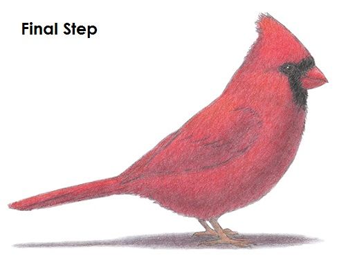 500x386 Cardinal Bird Drawing Final Designs By Bond