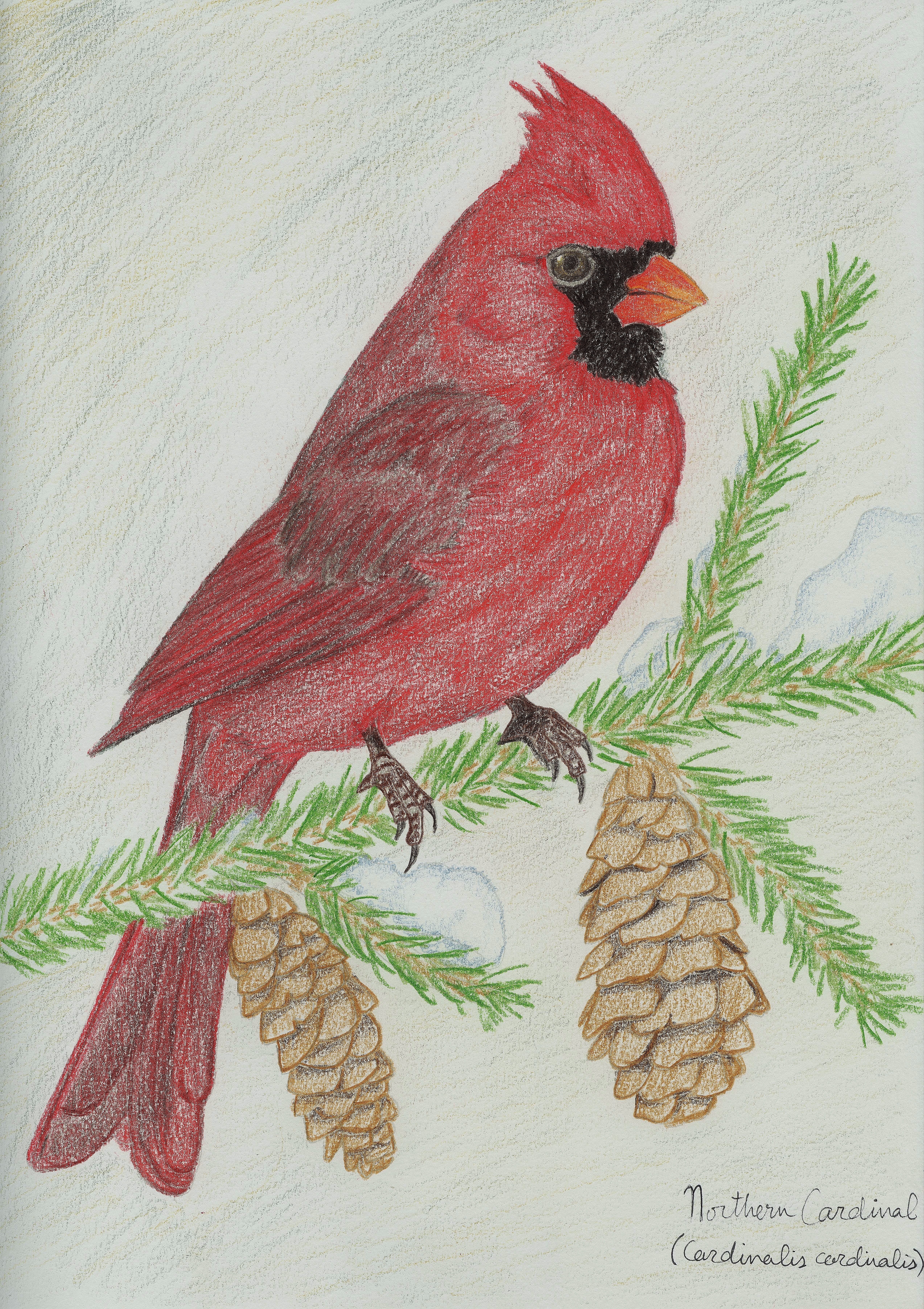 5095x7218 Northern Cardinal (Drawing) Standingoutinmyfield