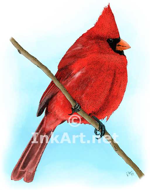 513x650 Northern Cardinal Stock Art Illustration