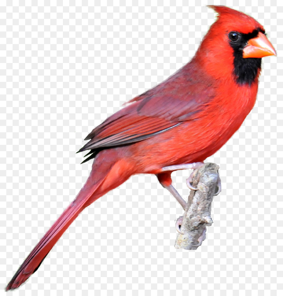 900x940 Northern Cardinal Bird Drawing Clip Art