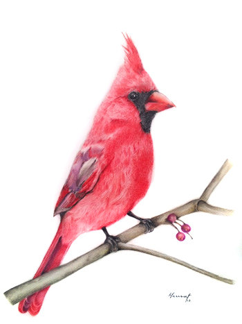 350x467 Original Prismacolor Drawing Northern Cardinal Drawing