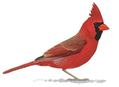386x282 Reimagining The Northern Cardinal Audubon