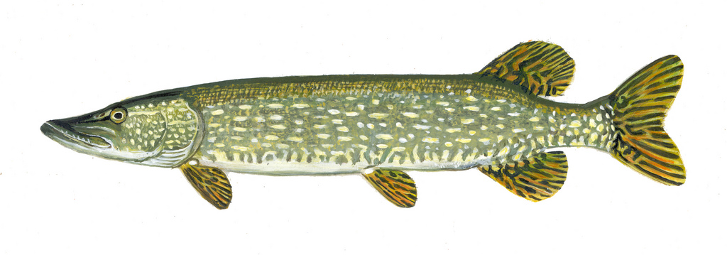 1024x359 Northern Pike Drawing Of Northern Pike. Fish